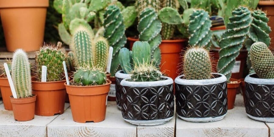 Xem thêm chi tiết tránh sử dụng thực vật, cây cảnh trong nhà