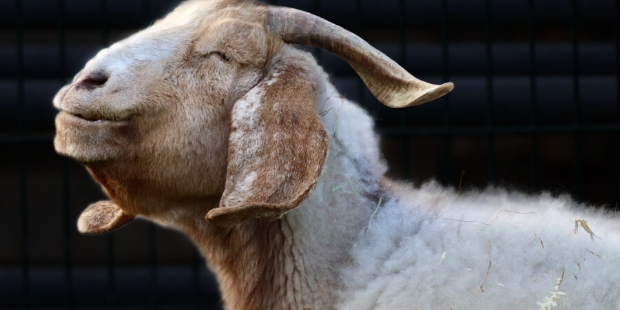 Xem thêm chi tiết Xây nhà tuổi Kỷ Mùi