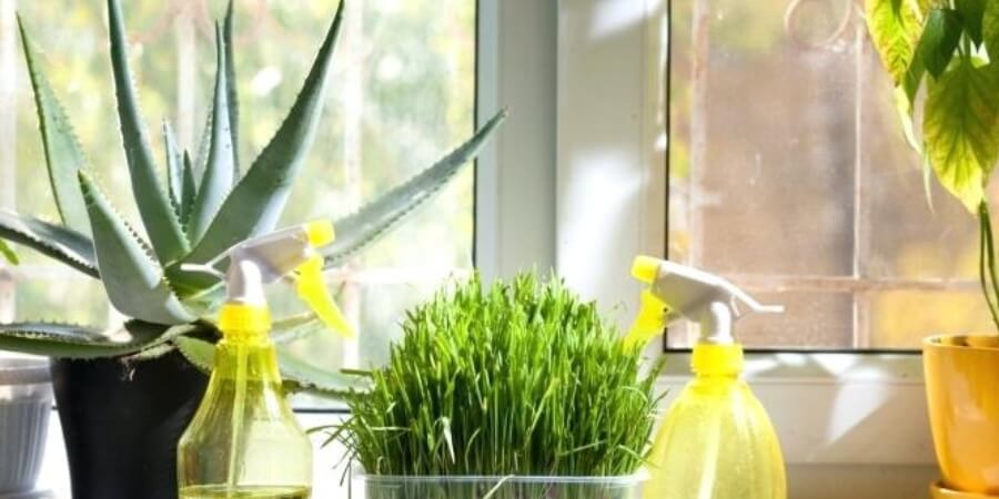 phòng bếp nên đặt cây gì theo phong thuỷ