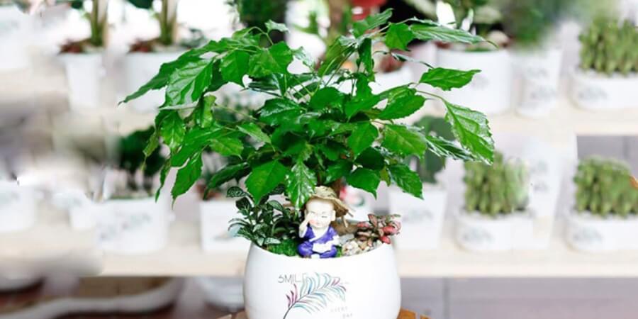 phòng bếp nên đặt cây gì theo phong thuỷ