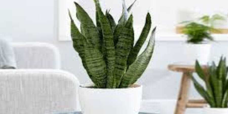 phòng bếp nên đặt cây gì theo phong thuỷ