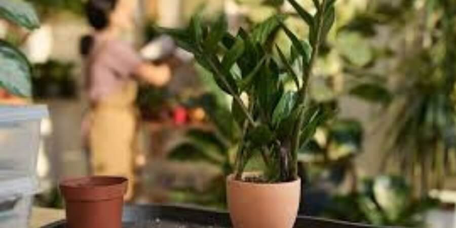 phòng bếp nên đặt cây gì theo phong thuỷ